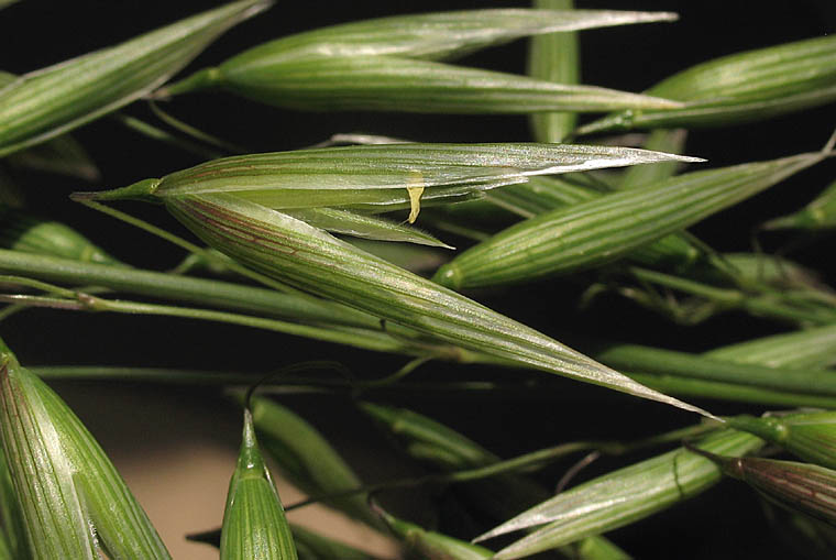 Detailed Picture 2 of Avena sativa