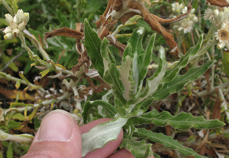 Detailed Picture 4 of Pseudognaphalium biolettii