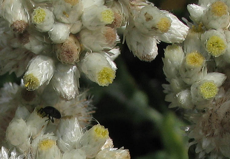 Detailed Picture 2 of Pseudognaphalium biolettii