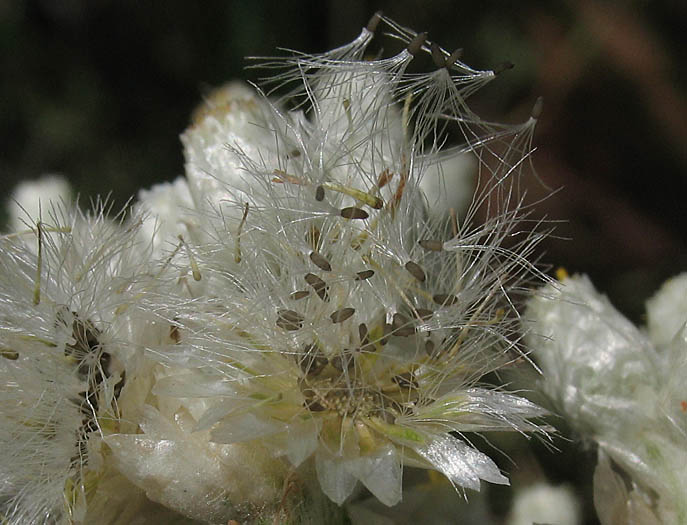 Detailed Picture 5 of Pseudognaphalium biolettii