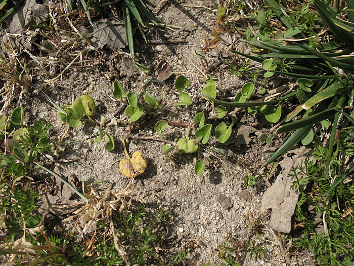 Detailed Picture 5 of Dichondra micrantha