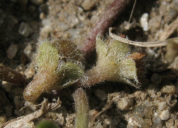 Detailed Picture 3 of Dichondra micrantha