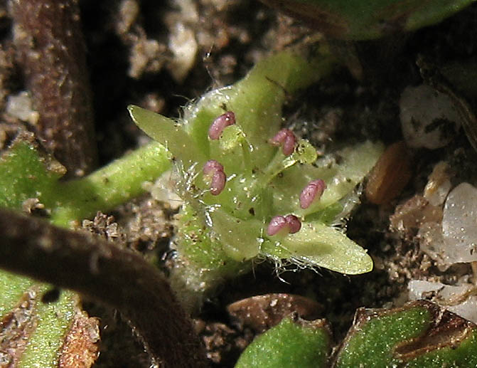 Detailed Picture 1 of Dichondra micrantha