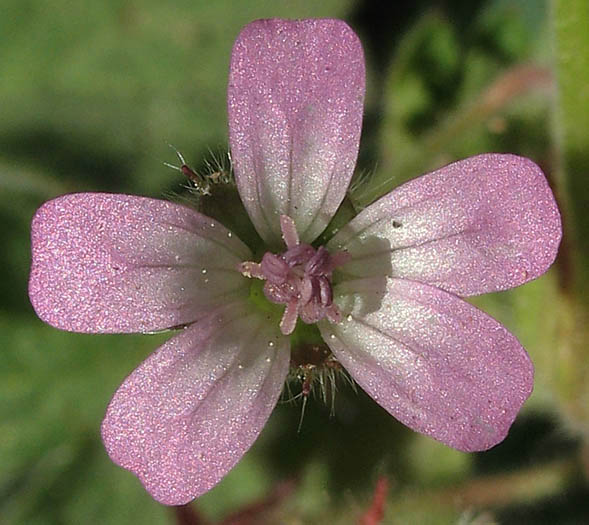 Detailed Picture 1 of Geranium rotundifolium