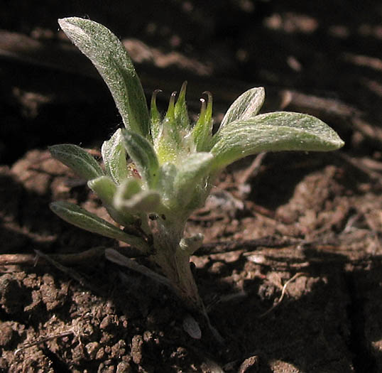 Detailed Picture 4 of Ancistrocarphus filagineus