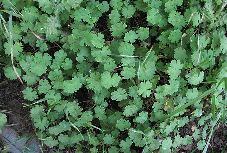 Detailed Picture 7 of Geranium rotundifolium