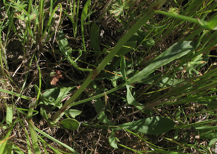 Detailed Picture 8 of Rumex acetosella