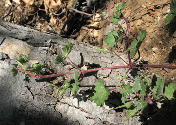 Detailed Picture 5 of Geranium rotundifolium