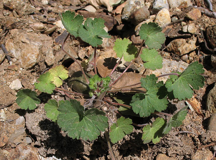 Detailed Picture 6 of Geranium rotundifolium