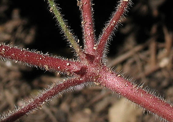 Detailed Picture 8 of Geranium rotundifolium