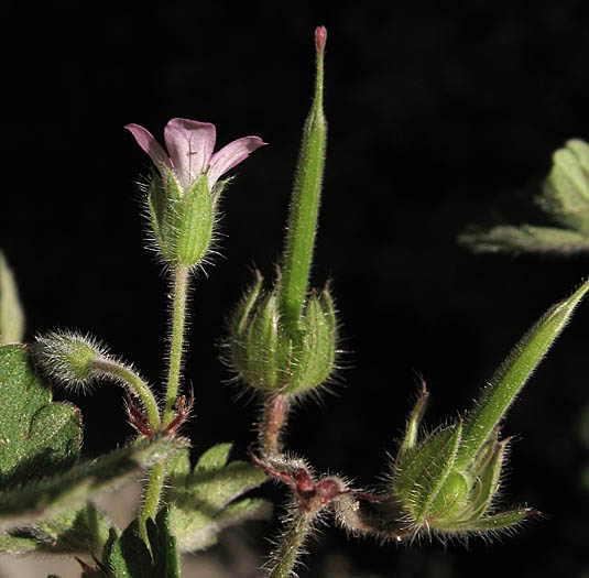 Detailed Picture 3 of Geranium rotundifolium