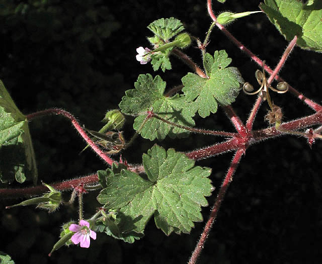 Detailed Picture 4 of Geranium rotundifolium