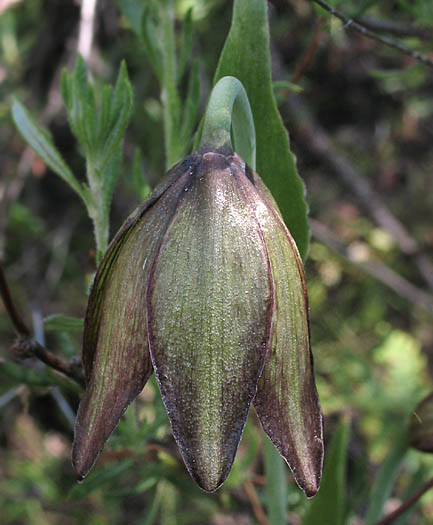 Detailed Picture 4 of Fritillaria biflora var. biflora