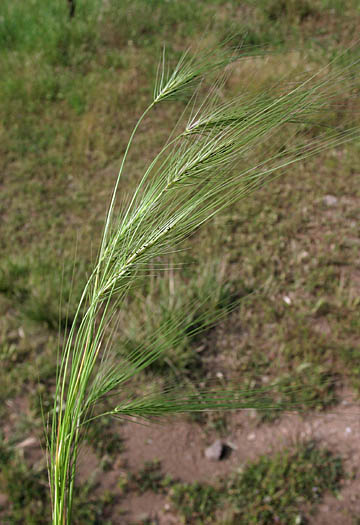 Detailed Picture 8 of Elymus caput-medusae