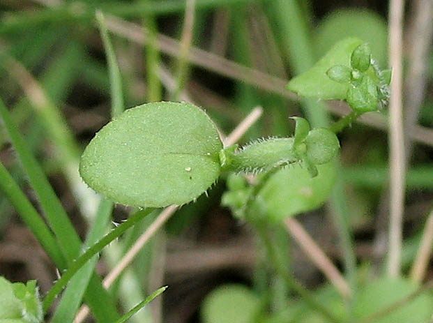 Detailed Picture 4 of Triodanis biflora