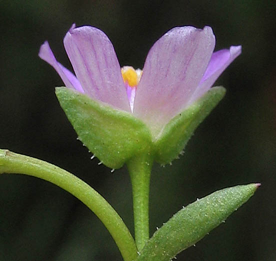 Detailed Picture 3 of Calandrinia breweri