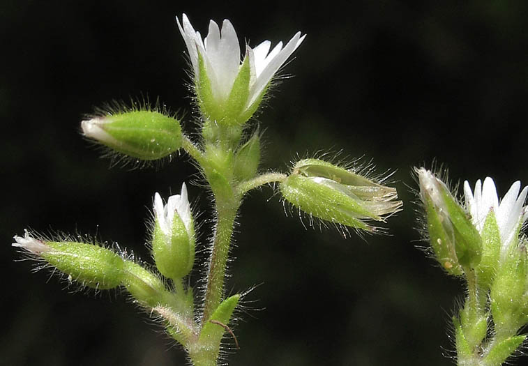 Detailed Picture 2 of Cerastium glomeratum