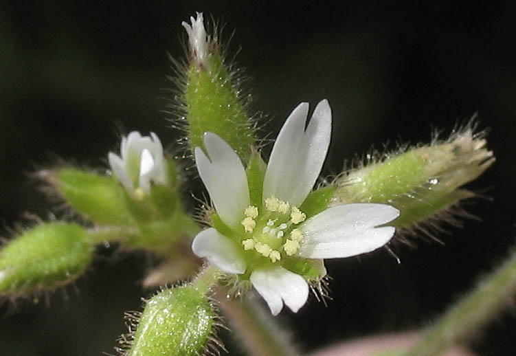 Detailed Picture 1 of Cerastium glomeratum