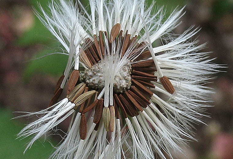 Detailed Picture 7 of Sonchus oleraceus