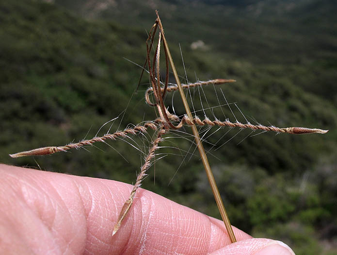 Detailed Picture 9 of Erodium botrys