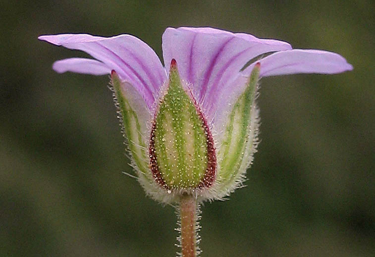 Detailed Picture 2 of Erodium botrys