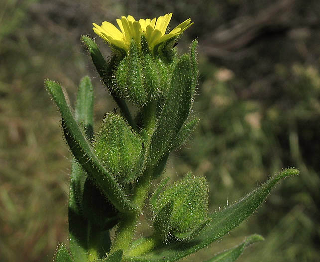 Detailed Picture 3 of Madia gracilis