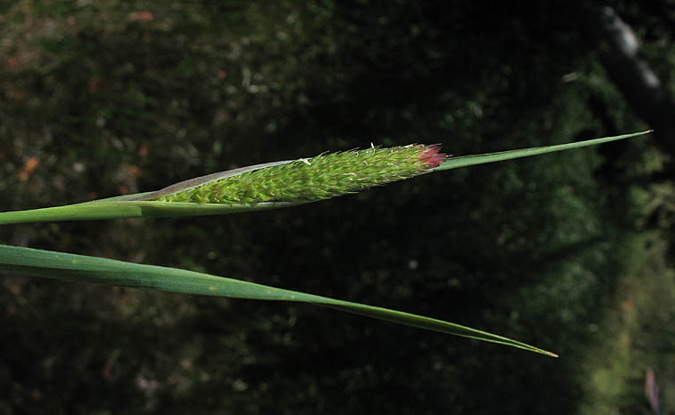 Detailed Picture 3 of Phalaris paradoxa