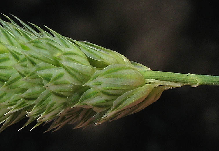 Detailed Picture 2 of Phalaris minor