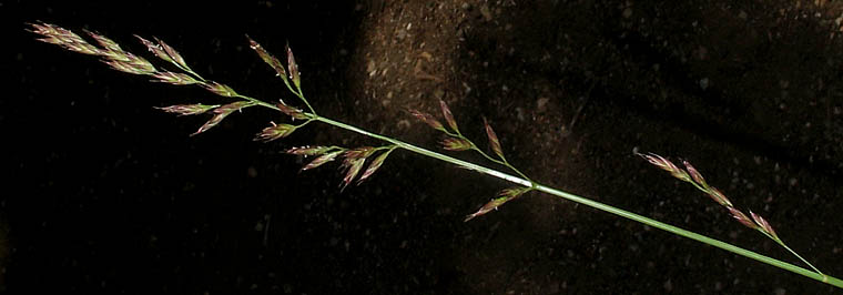 Detailed Picture 2 of Festuca elmeri