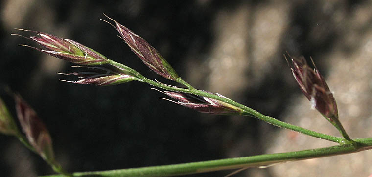 Detailed Picture 1 of Festuca elmeri