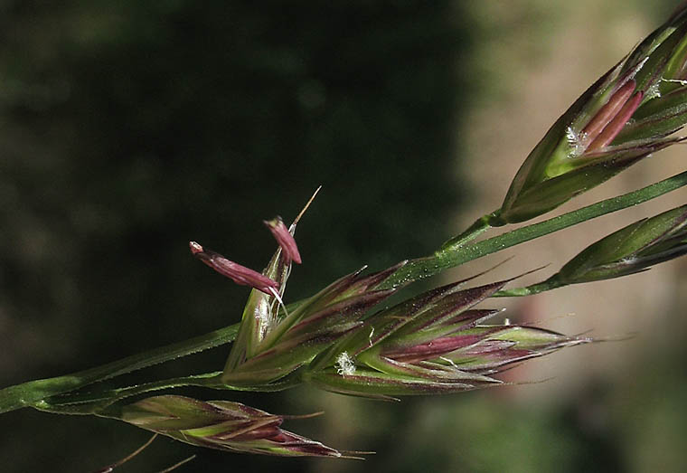 Detailed Picture 3 of Festuca elmeri