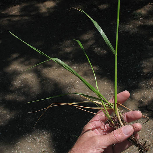 Detailed Picture 5 of Phalaris minor