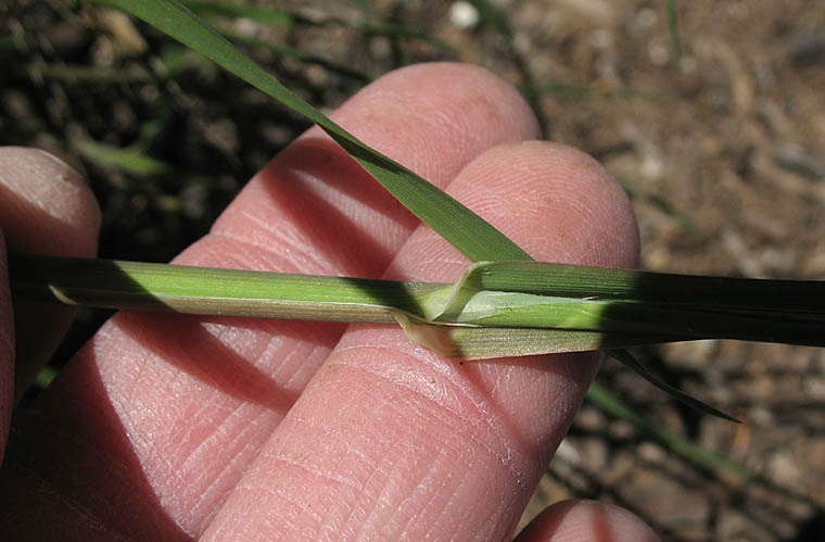 Detailed Picture 8 of Phalaris paradoxa