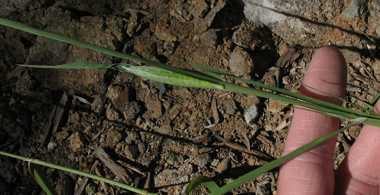 Detailed Picture 4 of Phalaris paradoxa