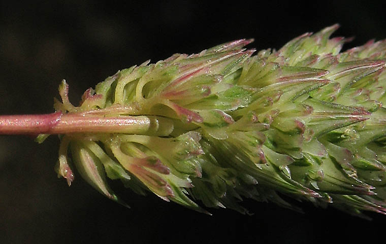 Detailed Picture 5 of Phalaris paradoxa