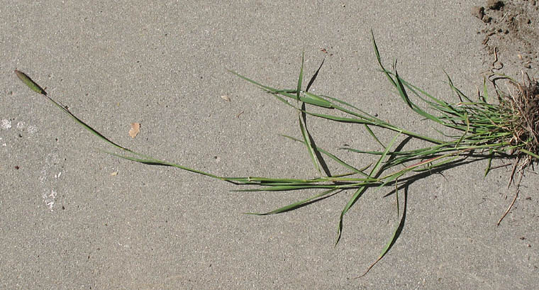 Detailed Picture 7 of Phalaris paradoxa