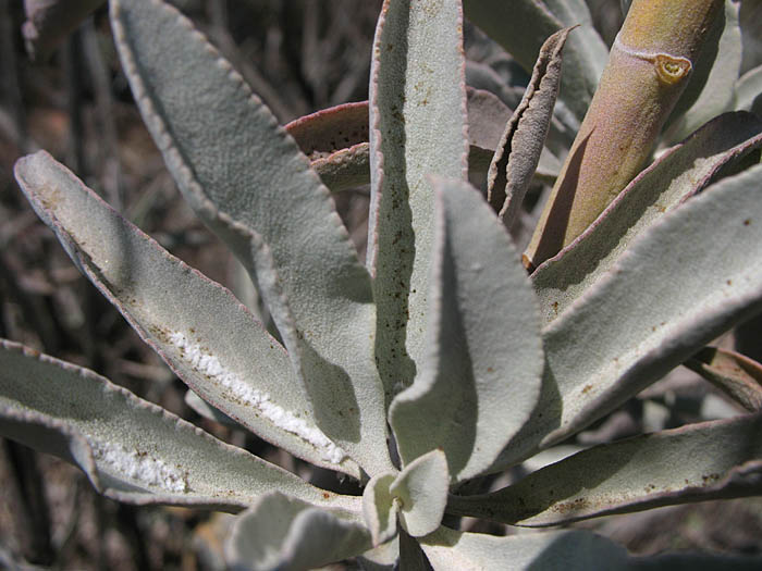 Detailed Picture 6 of Salvia apiana