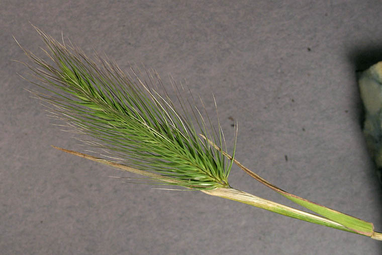 Detailed Picture 1 of Hordeum marinum ssp. gussoneanum