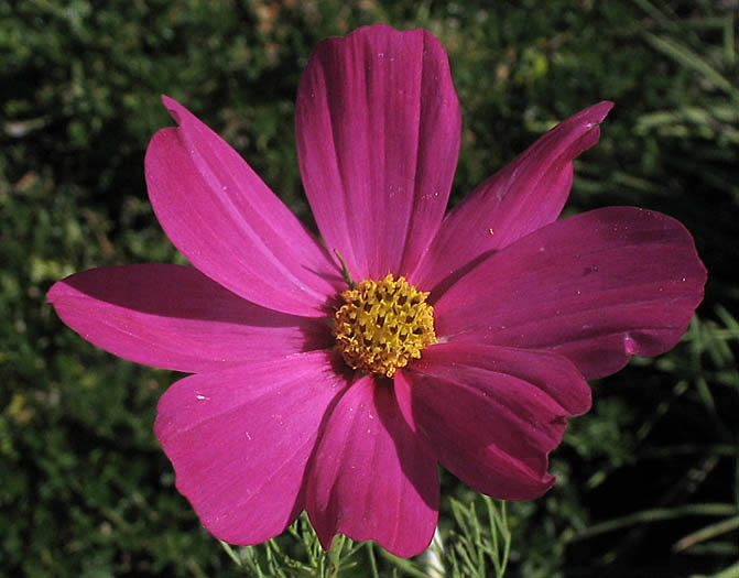 Detailed Picture 1 of Cosmos bipinnatus