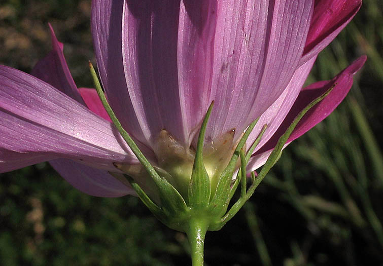 Detailed Picture 4 of Cosmos bipinnatus