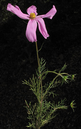 Detailed Picture 5 of Cosmos bipinnatus