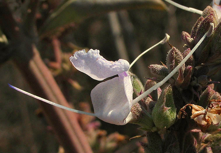 Detailed Picture 1 of Salvia apiana