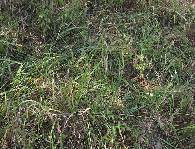 Detailed Picture 4 of Bromus sitchensis var. carinatus