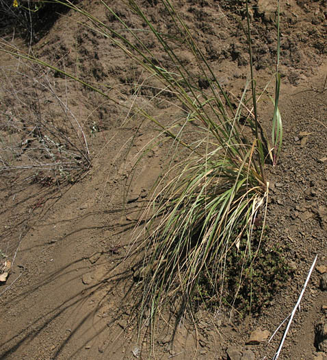 Detailed Picture 5 of Stipa coronata