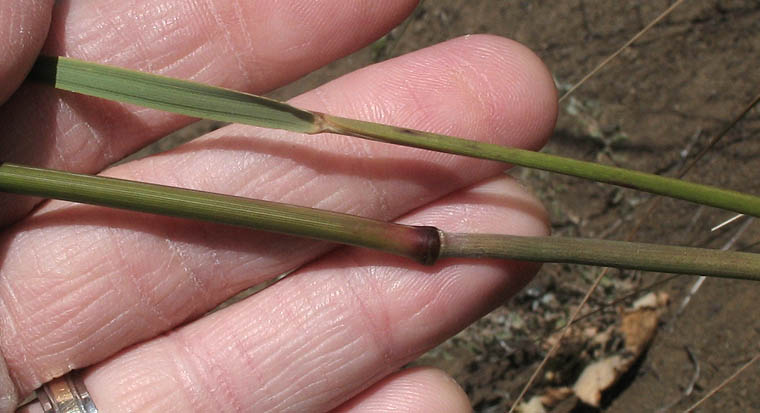 Detailed Picture 8 of Stipa coronata