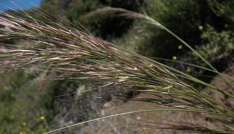 Detailed Picture 2 of Stipa coronata