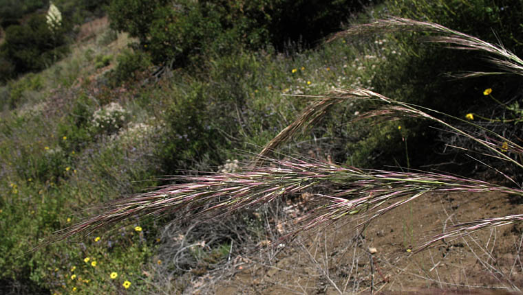 Detailed Picture 1 of Stipa coronata