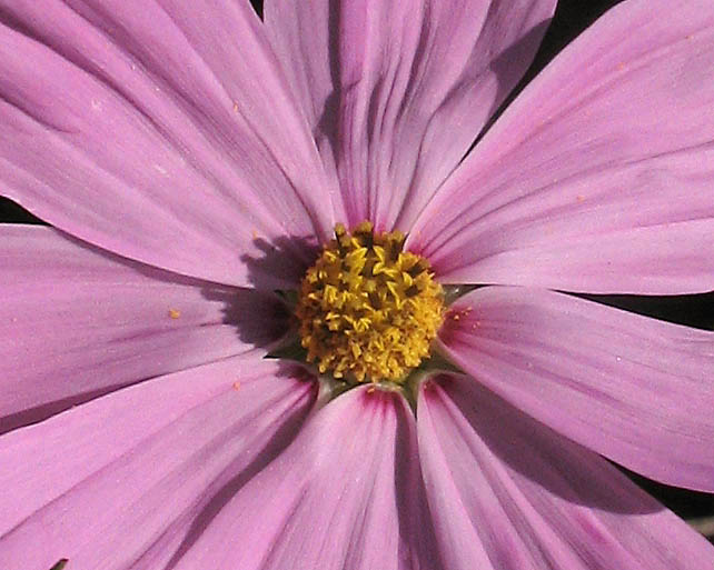 Detailed Picture 3 of Cosmos bipinnatus