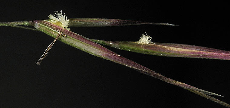 Detailed Picture 4 of Stipa coronata