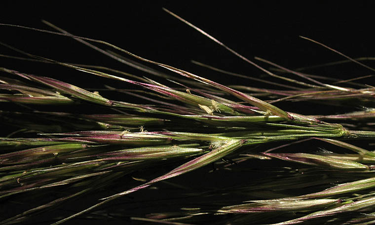 Detailed Picture 3 of Stipa coronata